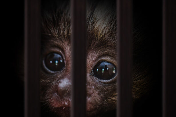 traficul cu animale vii a atins noi recorduri comertul ilegal cu specii salbatice ajunge la 20 de miliarde de dolari pe an 693a85decce8f