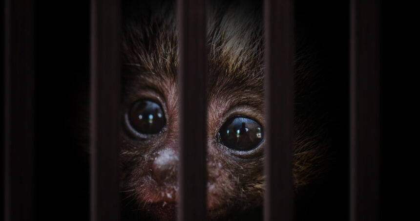 traficul cu animale vii a atins noi recorduri comertul ilegal cu specii salbatice ajunge la 20 de miliarde de dolari pe an 693a85decce8f