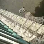 un pui de tigru alb a murit la gradina zoologica din craiova dupa ce a inghitit o punga de plastic nu e primul incident de acest fel 695395dda6bf9