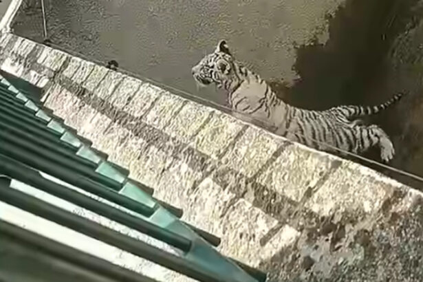 un pui de tigru alb a murit la gradina zoologica din craiova dupa ce a inghitit o punga de plastic nu e primul incident de acest fel 695395dda6bf9