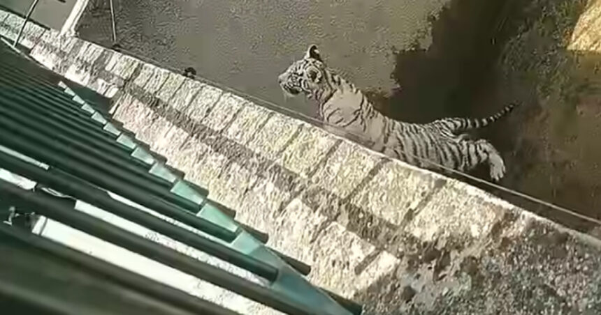 un pui de tigru alb a murit la gradina zoologica din craiova dupa ce a inghitit o punga de plastic nu e primul incident de acest fel 695395dda6bf9