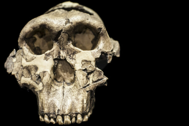 una dintre cele mai faimoase fosile ar ascunde un membru cu totul nou al arborelui nostru genealogic 69480e8e6b97d