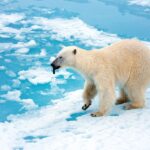 ursii polari par sa se adapteze la climate mai calde arata un studiu 693ee23b01bb4