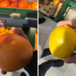 video avertisment de la directorul anpc in romania sunt vandute portocale si lamai care ar trebui date la porci 6947e2dabe36d