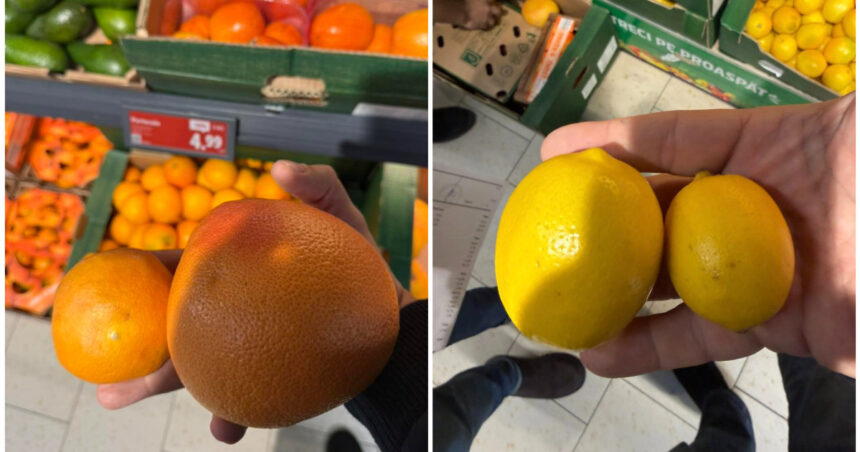 video avertisment de la directorul anpc in romania sunt vandute portocale si lamai care ar trebui date la porci 6947e2dabe36d