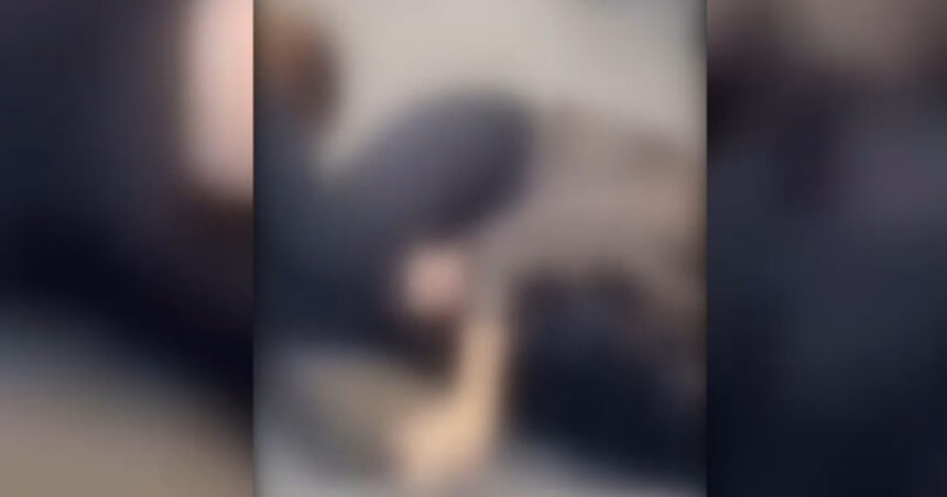 video de ce s au batut doua femei la timisoara un influencer din campania lui calin georgescu in mijlocul scandalului 694667214043f