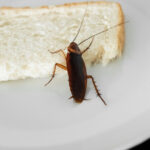 video insecte filmate in baia unui spital din sebes managerul unitatii sanitare a fost vorba despre un singur gandac un pui 6943f89fd7fc5