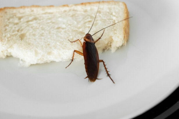 video insecte filmate in baia unui spital din sebes managerul unitatii sanitare a fost vorba despre un singur gandac un pui 6943f89fd7fc5