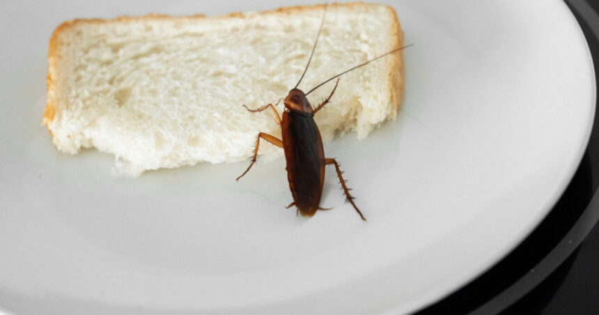 video insecte filmate in baia unui spital din sebes managerul unitatii sanitare a fost vorba despre un singur gandac un pui 6943f89fd7fc5