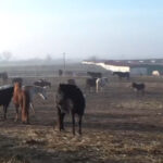 video situatie dramatica la un adapost de cai din dolj sute de animale sunt in pericol sa moara de foame 6945120533530