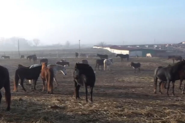 video situatie dramatica la un adapost de cai din dolj sute de animale sunt in pericol sa moara de foame 6945120533530