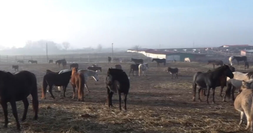 video situatie dramatica la un adapost de cai din dolj sute de animale sunt in pericol sa moara de foame 6945120533530