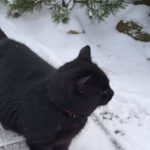 video situatie inedita in parlamentul din lituania o pisica ar putea decide viitorul postului public de radioteleviziune 694708efc8f1b