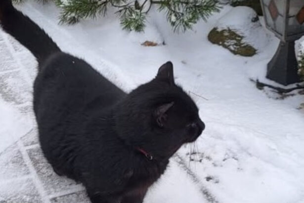 video situatie inedita in parlamentul din lituania o pisica ar putea decide viitorul postului public de radioteleviziune 694708efc8f1b