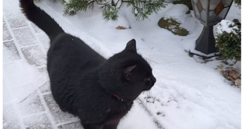 video situatie inedita in parlamentul din lituania o pisica ar putea decide viitorul postului public de radioteleviziune 694708efc8f1b