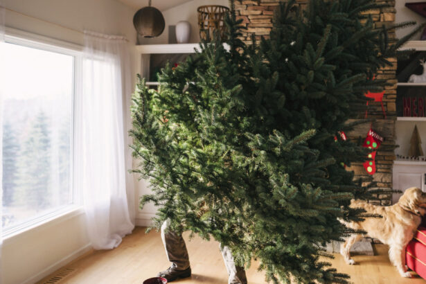 cat timp este recomandat sa tinem bradul impodobit cand este ziua potrivita pentru a l strange conform traditiei 6958b8edcdbe9