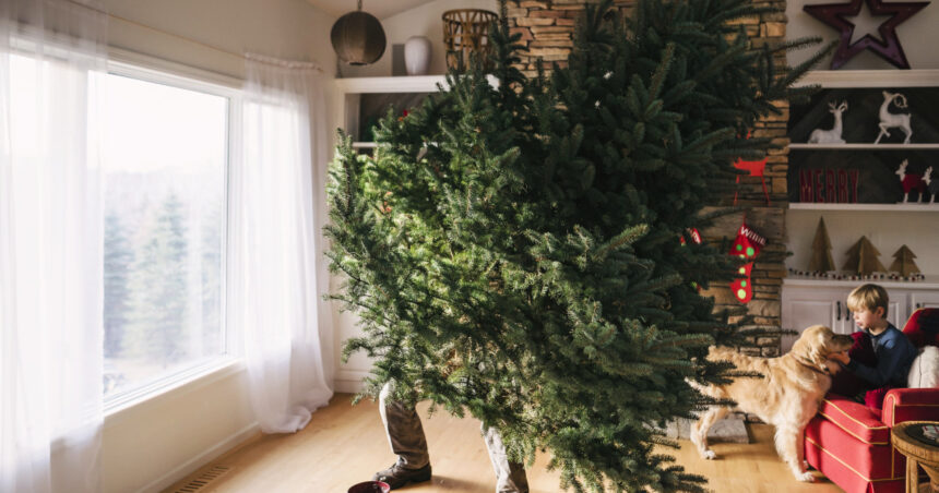 cat timp este recomandat sa tinem bradul impodobit cand este ziua potrivita pentru a l strange conform traditiei 6958b8edcdbe9