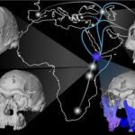 ce au observat cercetatorii dupa ce au reconstituit fata lui homo erectus 6956c75b9d47d