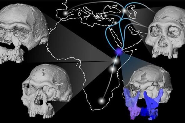 ce au observat cercetatorii dupa ce au reconstituit fata lui homo erectus 6956c75b9d47d