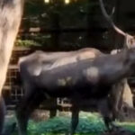 cerb carpatin sanatos gasit mort la gradina zoologica din targu mures ce avea animalul in sistemul digestiv 696a76ea88b60