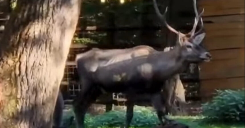 cerb carpatin sanatos gasit mort la gradina zoologica din targu mures ce avea animalul in sistemul digestiv 696a76ea88b60