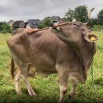 cercetatorii au documentat primul caz in care o vaca foloseste unelte 69739e567e8a1