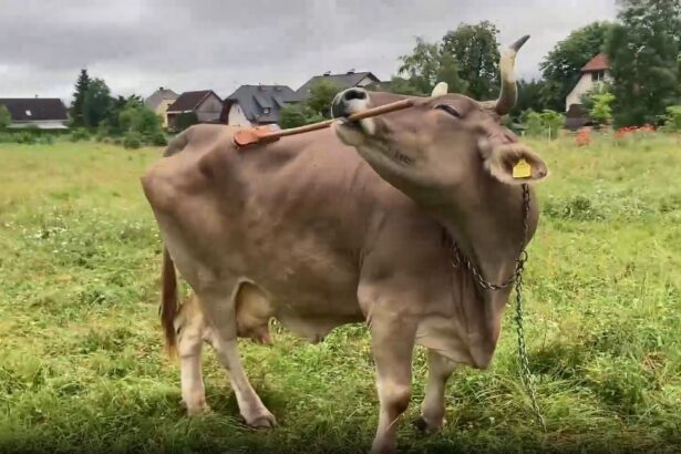 cercetatorii au documentat primul caz in care o vaca foloseste unelte 69739e567e8a1