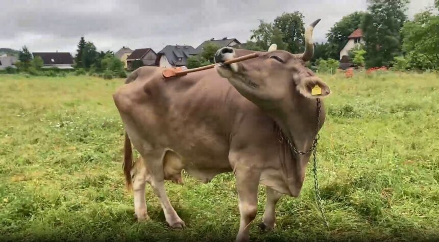 cercetatorii au documentat primul caz in care o vaca foloseste unelte 69739e567e8a1