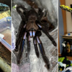crescatorie ilegala de reptile cu vipere veninoase serpi si tarantule descoperita intr un apartament din bihor 696905e2a8071