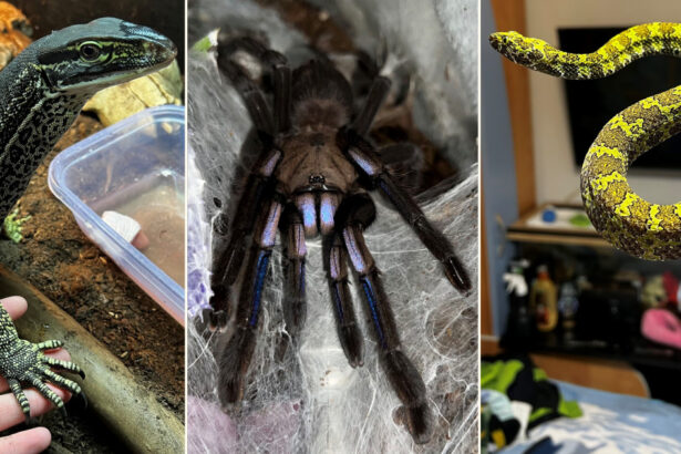 crescatorie ilegala de reptile cu vipere veninoase serpi si tarantule descoperita intr un apartament din bihor 696905e2a8071