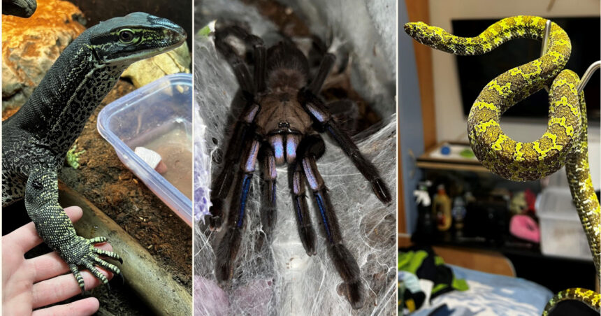 crescatorie ilegala de reptile cu vipere veninoase serpi si tarantule descoperita intr un apartament din bihor 696905e2a8071
