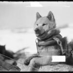 de ce au fost interzisi cainii in antarctica 69660594690ae