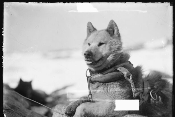 de ce au fost interzisi cainii in antarctica 69660594690ae