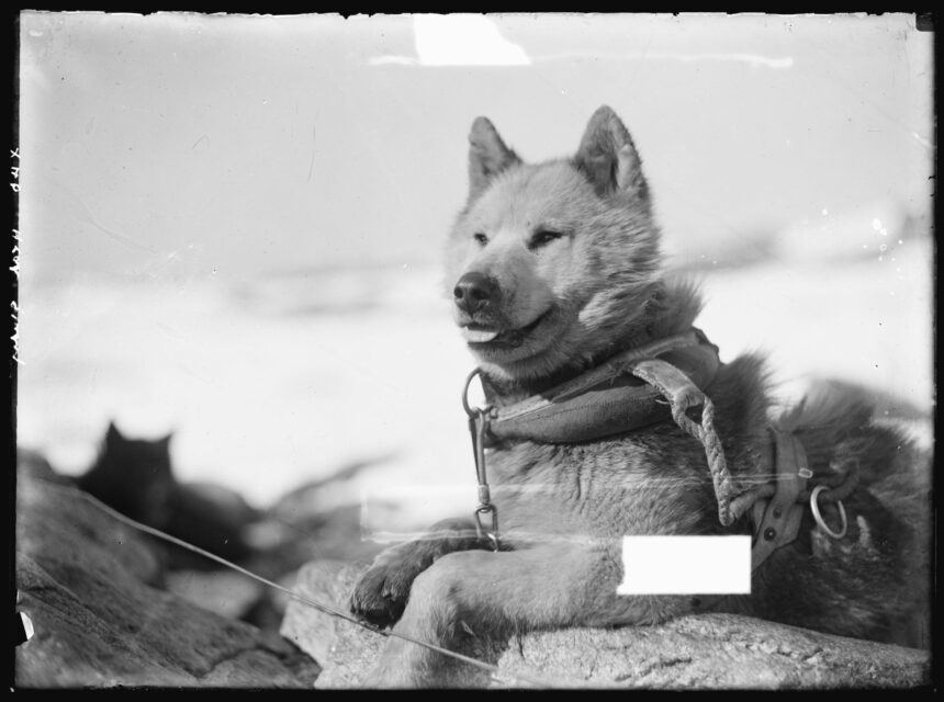 de ce au fost interzisi cainii in antarctica 69660594690ae