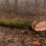 exclusiv arbori taiati ilegal la baile felix gabriel paun presedintele agent green autoritatile prind doar 1 din cazuri 6979219409a5d