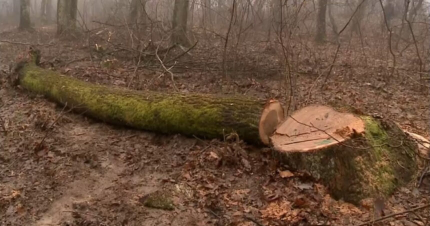 exclusiv arbori taiati ilegal la baile felix gabriel paun presedintele agent green autoritatile prind doar 1 din cazuri 6979219409a5d