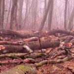 exclusiv filmul taierilor din padurea de la baile felix defrisari ilegale acoperite cu documente 69791a8fc60ba