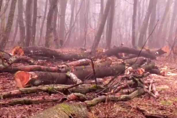 exclusiv filmul taierilor din padurea de la baile felix defrisari ilegale acoperite cu documente 69791a8fc60ba