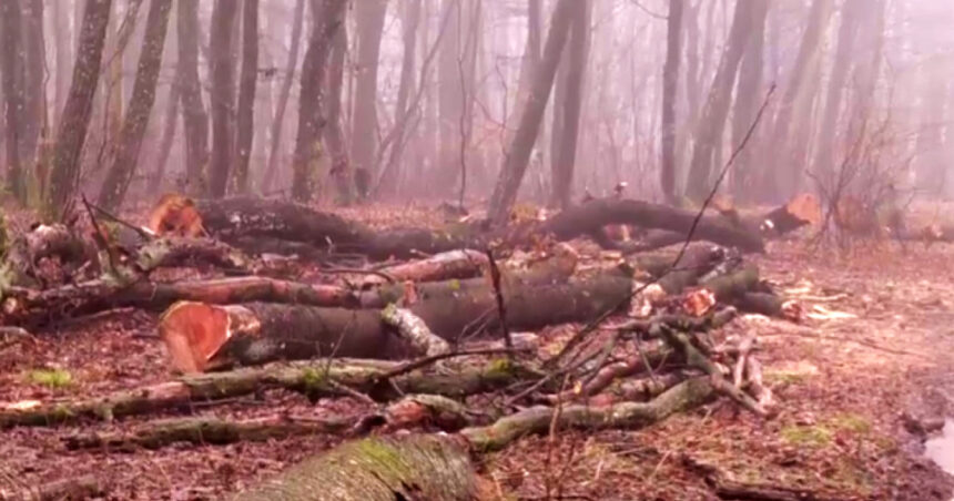 exclusiv filmul taierilor din padurea de la baile felix defrisari ilegale acoperite cu documente 69791a8fc60ba
