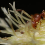 furnica electrica din america de sud se raspandeste in franta insecta poate provoca socuri anafilactice si daune majore 696677e35e434