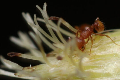 furnica electrica din america de sud se raspandeste in franta insecta poate provoca socuri anafilactice si daune majore 696677e35e434