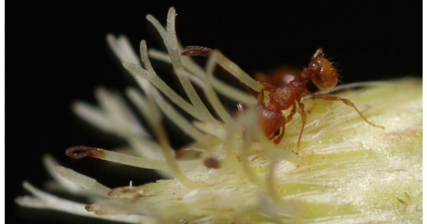 furnica electrica din america de sud se raspandeste in franta insecta poate provoca socuri anafilactice si daune majore 696677e35e434