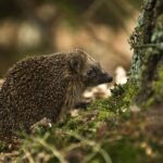 istoria aricilor cum au ajuns aceste mamifere adorabile sa fie asociate cu vrajitoria 69692746cedcd