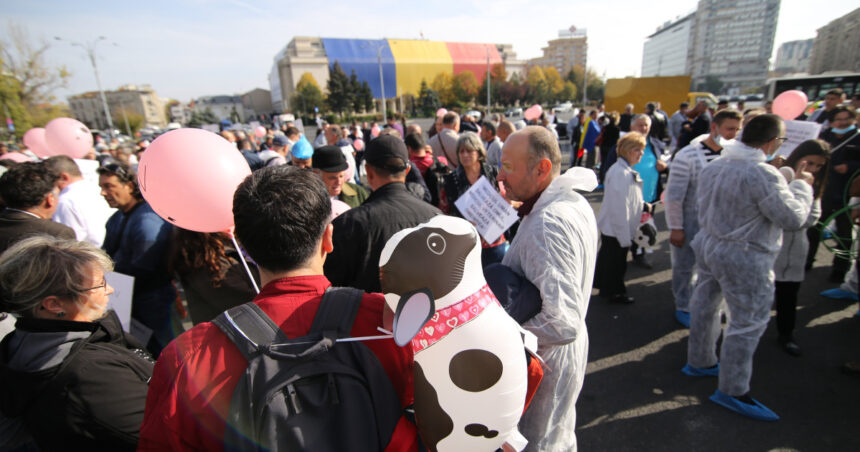 medicii veterinari protesteaza astazi in piata victoriei fata de reducerea finantarii serviciilor sanitar veterinare 69775f999be2e