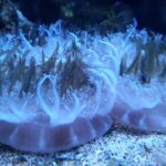 meduzele atipesc la fel ca noi iar acest lucru ar putea explica originile somnului 69627a9c02759