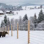 mii de kilometri de garduri electrice vor fi instalate in localitatile din romania unde ursii fac probleme anuntul dianei buzoianu 697383b46a240