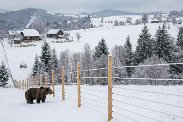 mii de kilometri de garduri electrice vor fi instalate in localitatile din romania unde ursii fac probleme anuntul dianei buzoianu 697383b46a240