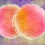 o echipa internationala de cercetatori ar fi reusit in premiera sa intinereasca ovule umane 69737af622f3a