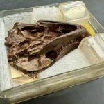 o fosila de 250 de milioane de ani a dezvaluit ceva neasteptat despre mamifere 697245b0616c1