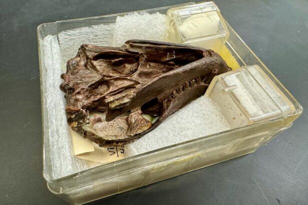 o fosila de 250 de milioane de ani a dezvaluit ceva neasteptat despre mamifere 697245b0616c1